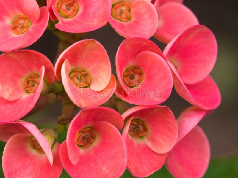 Red Jasmine Flowers Blooming Stock Photo Image of indian, leaf 83249016