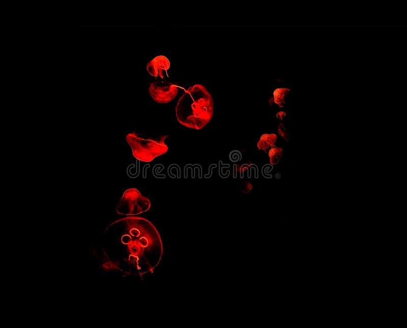 Red jellyfish abstract stock photo. Image of dark, closeup 61444060