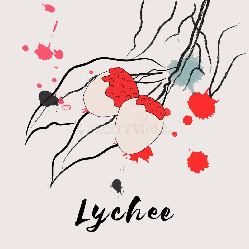 This is very fresh ripe juicy lichi leche lychee fruit hanging from tree. This is very fresh ripe juicy lichi leche lychee fruit hanging from tree