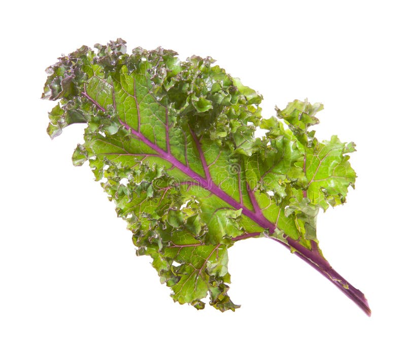 Kale Leaf stock image. Image of nature, food, detail 26008893