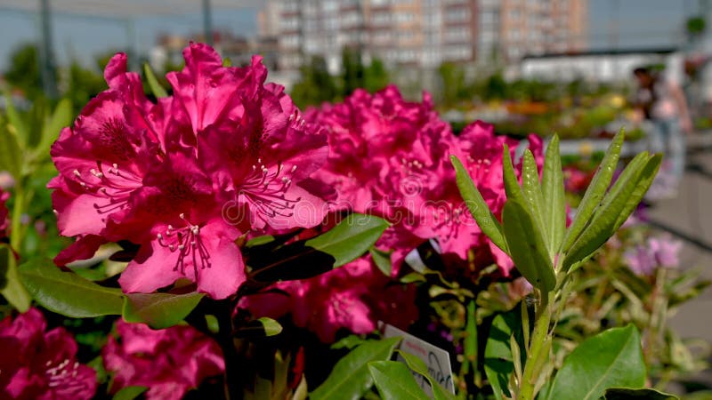 Red rhododendron Kali flower