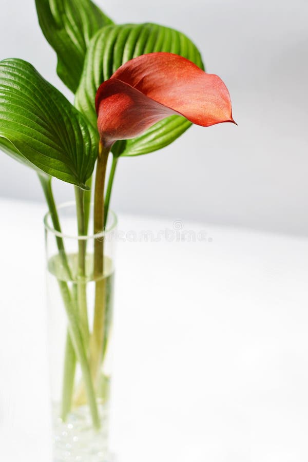 Red kalla with a green striped leafs in a glass vase.