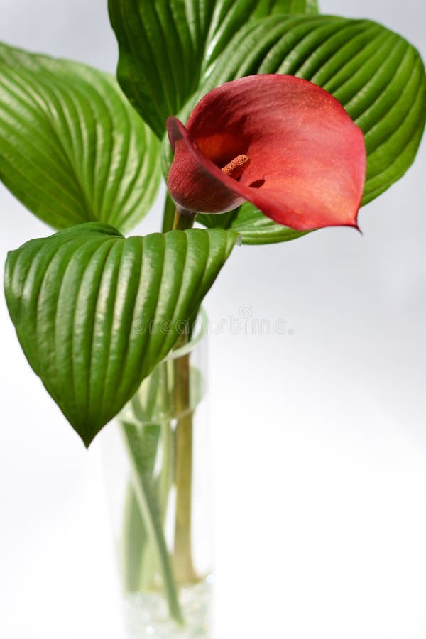 Red kalla with a green striped leafs in a glass vase