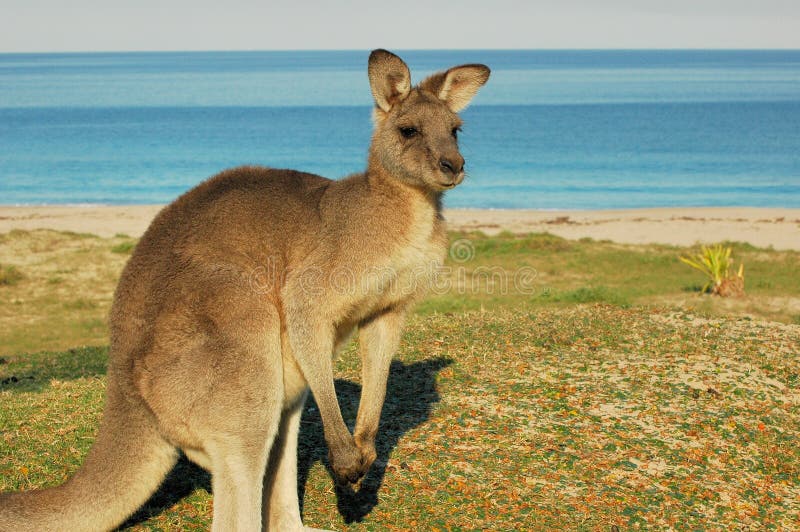 Red Kangaroo-Australia stock image. Image of wild, travel - 2755265