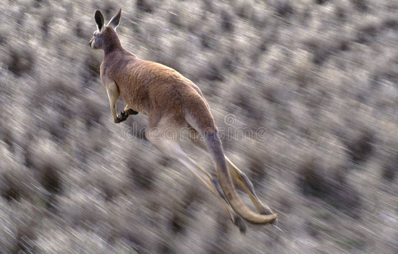 Red kangaroo stock images