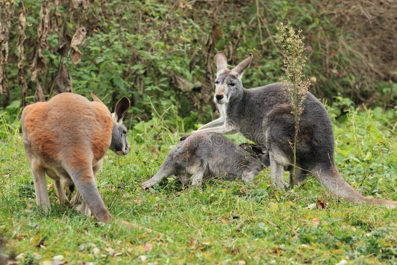 kangaroo family image. Image of suckling, grassland 22085707