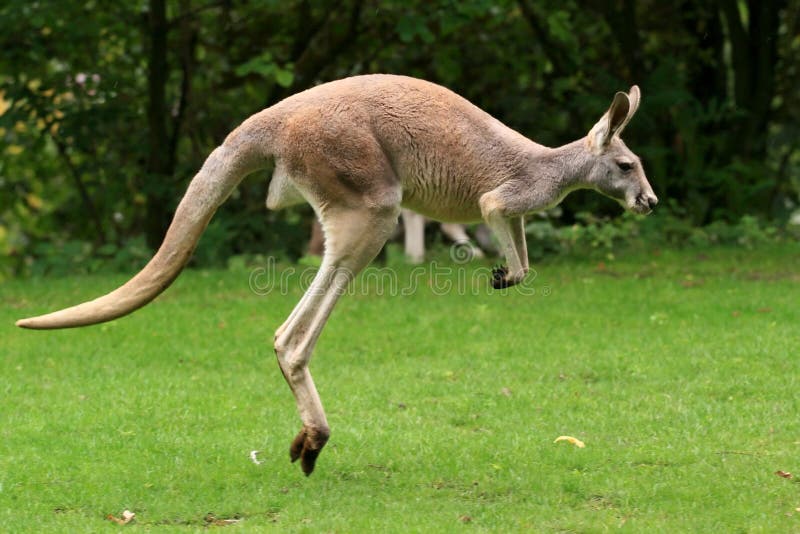 Canguro saltando, animales y plantas a jardín zoológico.