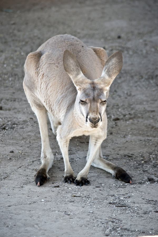 The Red Kangaroo is Resting Stock Image Image of nose, chest 163593525