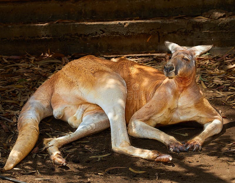 Red kangaroo lat.Macropus rufus stock image Red kangaroo lat.Macropus rufus stock image