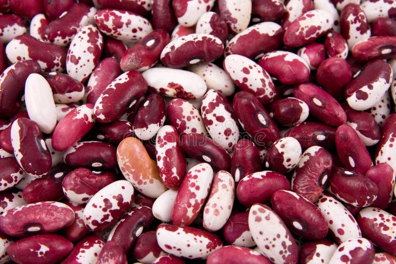 Red kidney bean