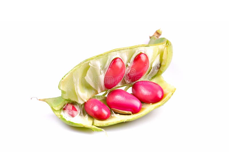 Red kidney beans stock photography