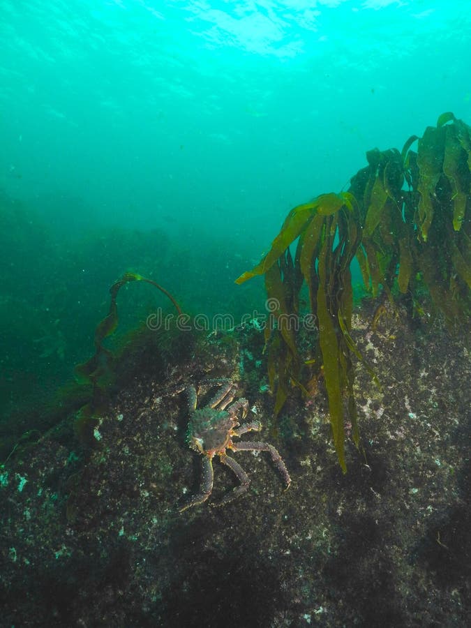 Red King Crab rock climbing