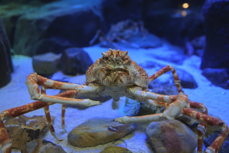 An Red King Crabs, Alaskan King Crab Stock Photo Image of seafood