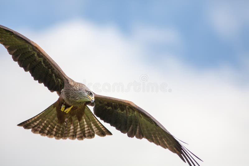 Red kite bird of prey hunting in flight. Aerial predator flying.