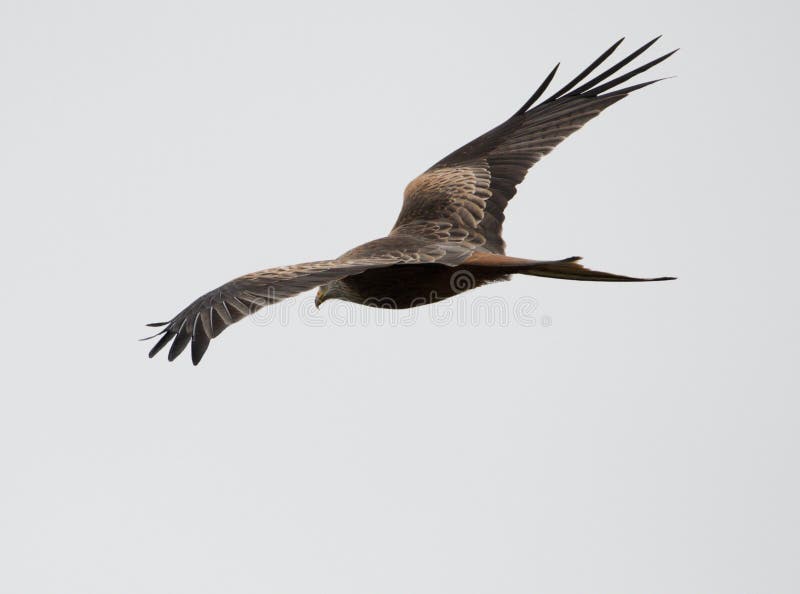 Red Kite in Flight Wing Pattern Stock Photo Image of colors, birding