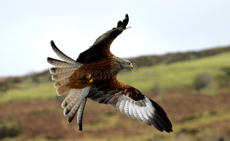 Red Kite Hunting stock images