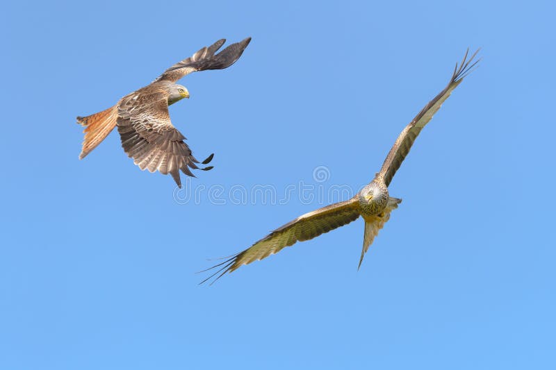 Red Kite stock image. Image of brown, falconry, carnivore 55726451