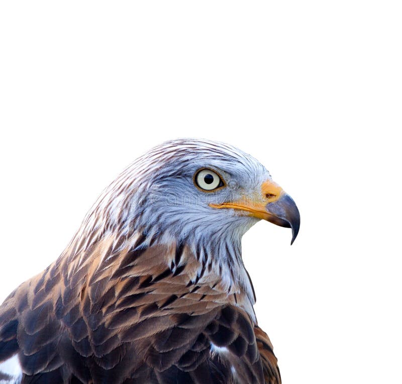 Red kite (Milvus milvus) isolated