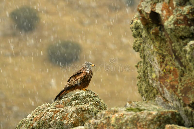 red kite in the mountains of Ávila.