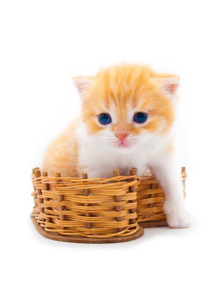 Red kitten in a basket
