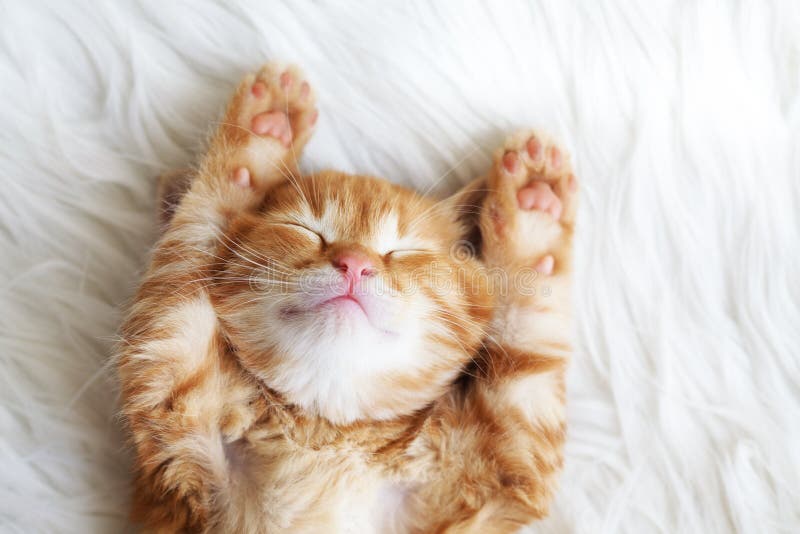 Red kitten stock image Red kitten stock image
