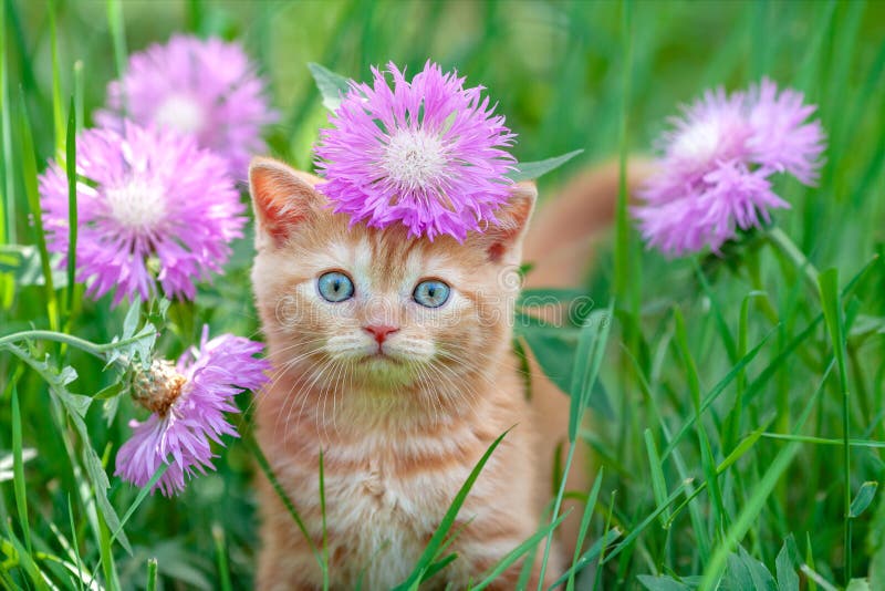 Red kitten sitting in flowers on the grass