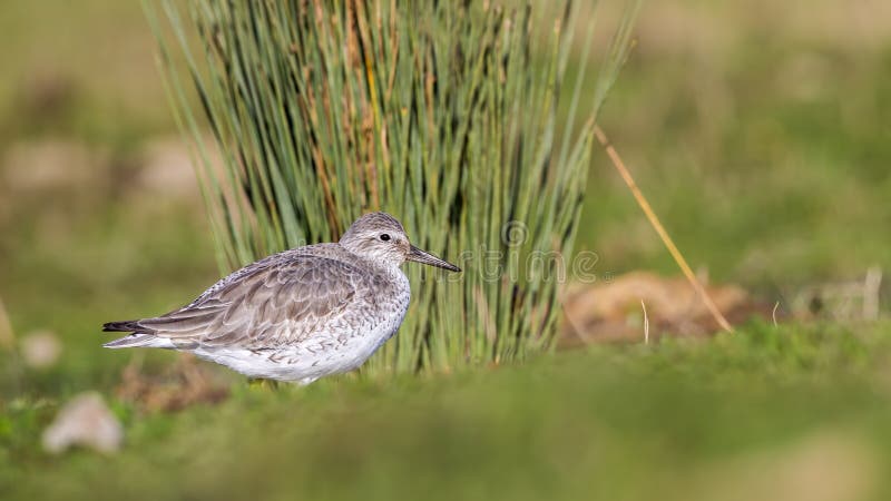 Red Knot