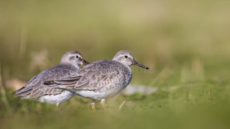 Red Knots