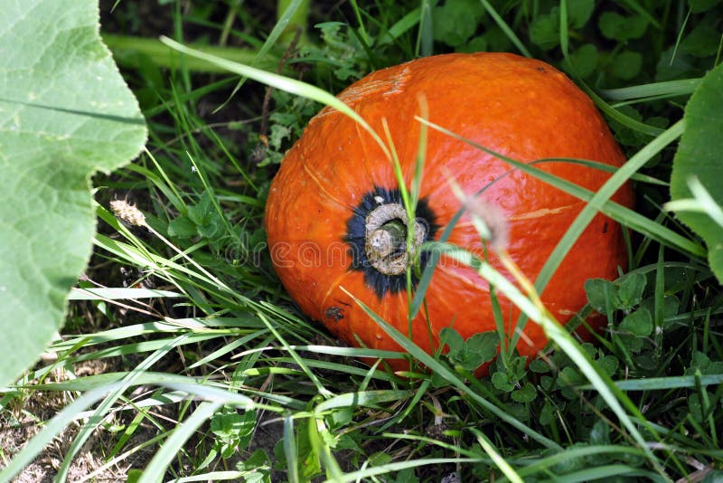 Red kuri squash stock image. Image of fruit, variety 16700213
