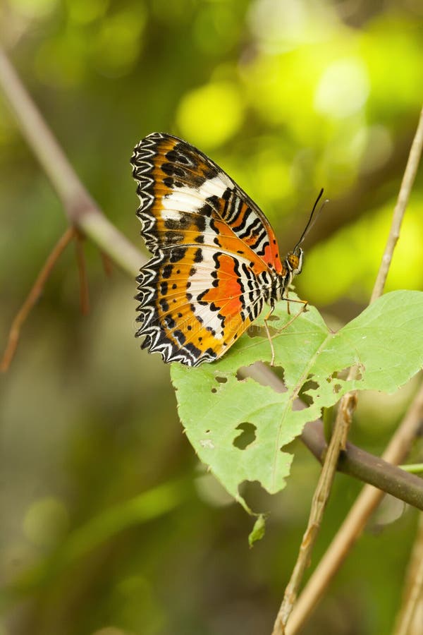 Red Lacewing butterfly, Cethosia biblis royalty free stock photo Red Lacewing butterfly, Cethosia biblis royalty free stock photo