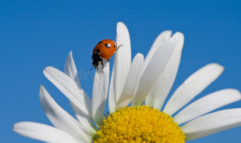 Red ladybird on chamomile petal