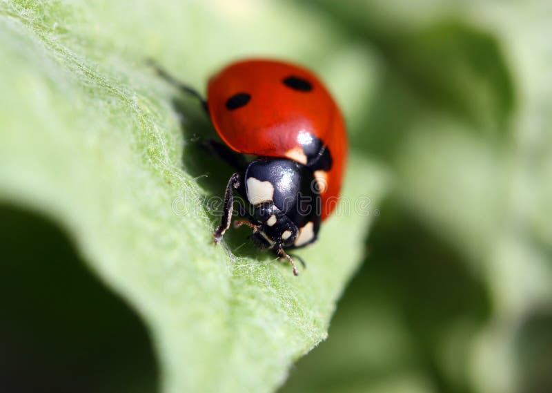 Close up of red ladybug on green plant.