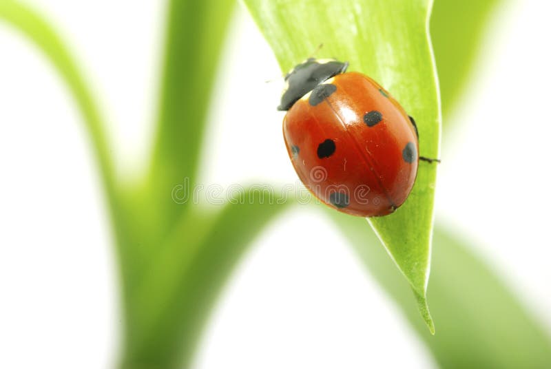 Red ladybug stock photo. Image of background, bright - 17868236