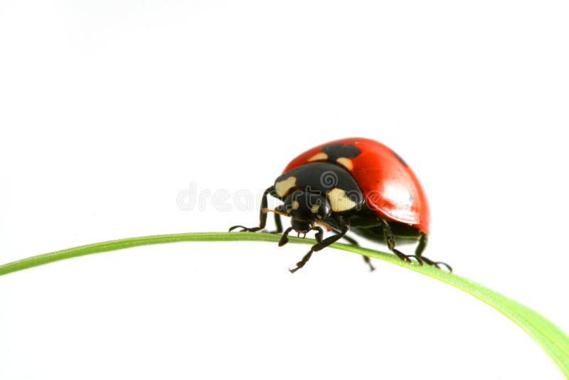 Red ladybug on green grass isolated