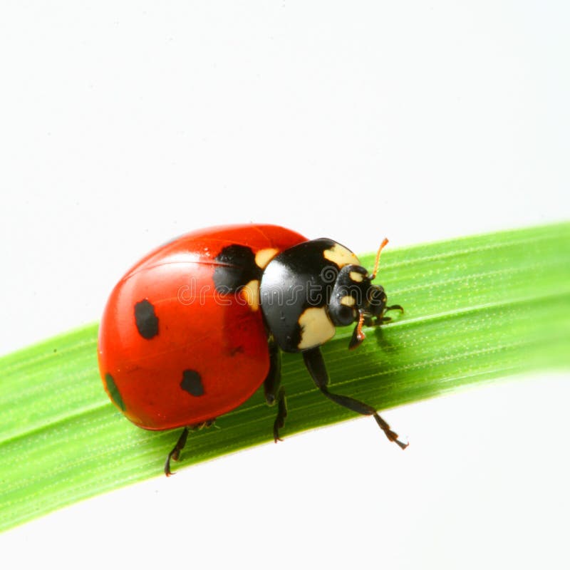 Red ladybug stock image. Image of nature, color, isolated - 7066279