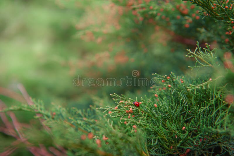 The red ladybug crawls on the green needle plant royalty free stock photo