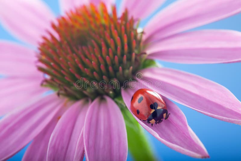 Red ladybug on Echinacea flower, ladybird creeps on stem of plan. T in spring in garden in summer