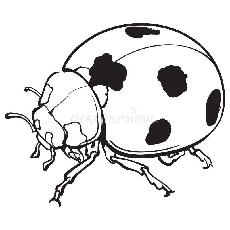 Ladybug Cartoon Pencil Draw Style Of Animal And Plant In The Garden Pencil  Draw, Ladybug, Insect, Bug PNG Transparent Image and Clipart for Free  Download
