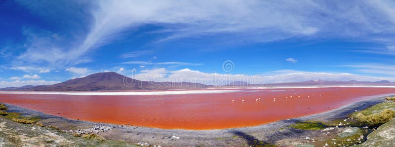Red Lagoon Lake with Flamingos in Bolivia Image - Image of town, south: 107591869