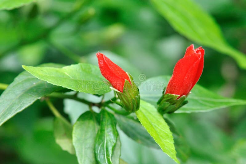 Red lantern flower