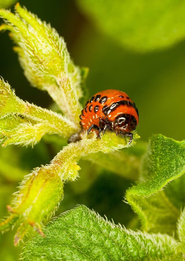 Red larva Colorado beetle eats leaves. stock photos Red larva Colorado beetle eats leaves. stock photos
