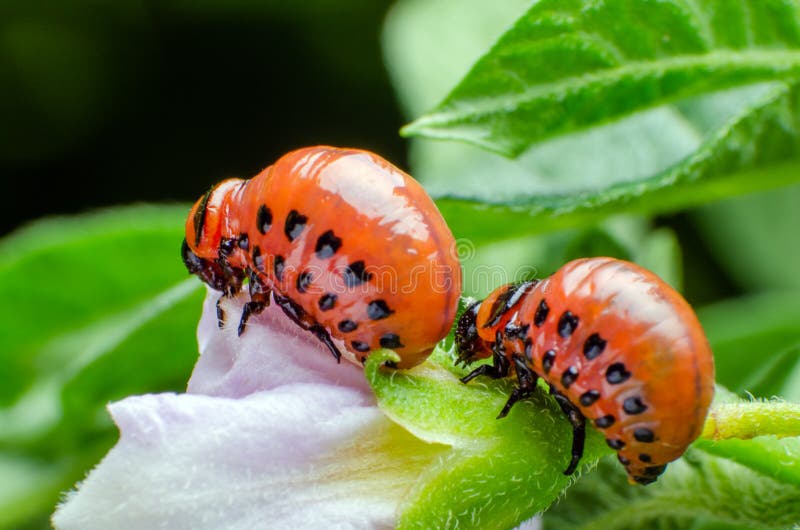 Red Larva of the Colorado Potato Beetle Eats Potato Leaves Stock Photo