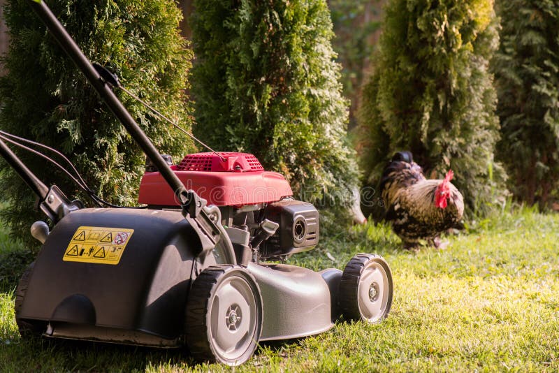 Lawn mower cutting grass stock photo. Image of nature 117314420