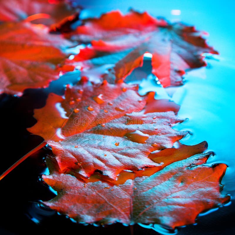 Leaf with water drop stock photo. Image of lens, meadow 2804272