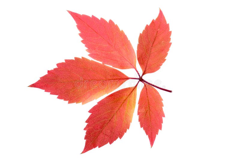 Red leaf