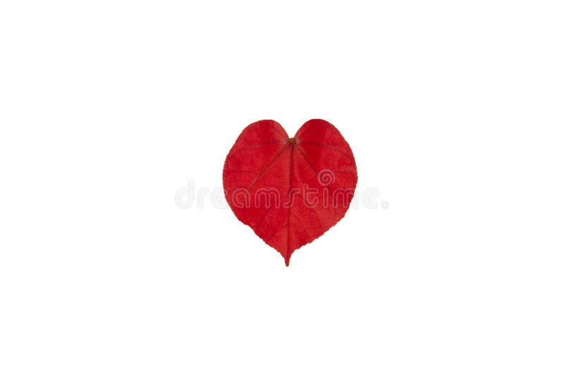 Red leaf as heart shape, symbol of love, Isolated on white background. Red leaf as heart shape, symbol of love, Isolated on white background.