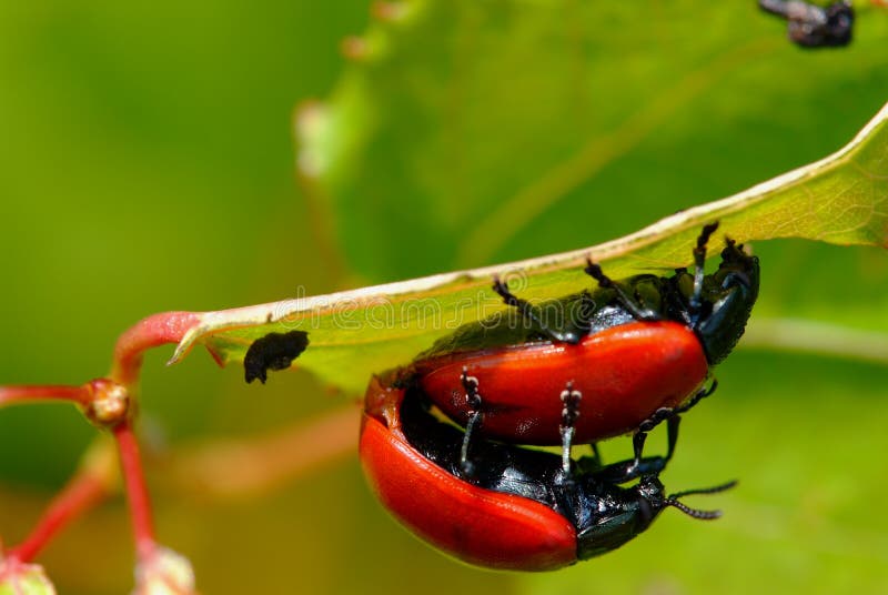 Red leaf beetles reproduction