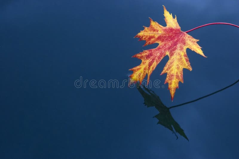 Red leaf on blue water
