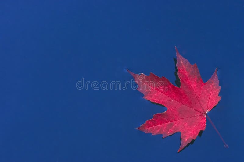 Red leaf on blue water