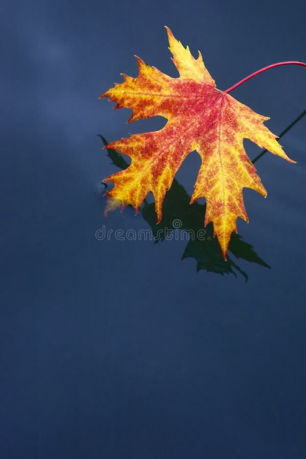 Red leaf in blue water